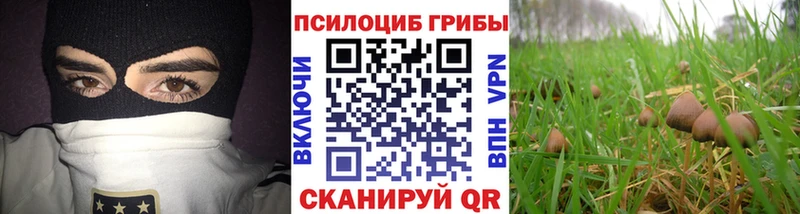 Галлюциногенные грибы Psilocybe  Верхоянск 